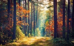 picture of nature and trees
